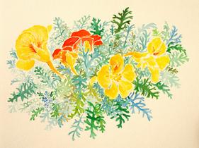 Nasturtiums with Dusty Miller