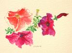 Unknown Watercolor