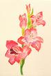 Pink Gladiolas