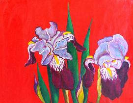 Purple Iris with Red Background