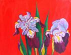 Purple Iris with Red Background