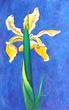 Yellow Iris